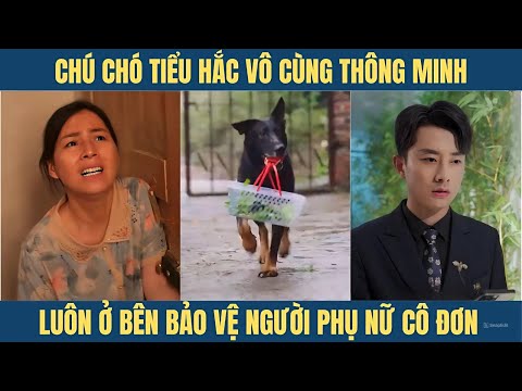 Chú chó tiểu hắc vô cùng thông minh luôn ửo bên bảo vệ người phụ nữ cô đơn