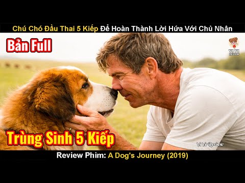 Chú Chó Đầu Thai 5 Kiếp Để Hoàn Thành Lời Hứa Với Chủ Nhân | Review Phim: A Dog's Journey